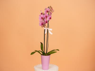 2 Stems Purple Orchid Pot